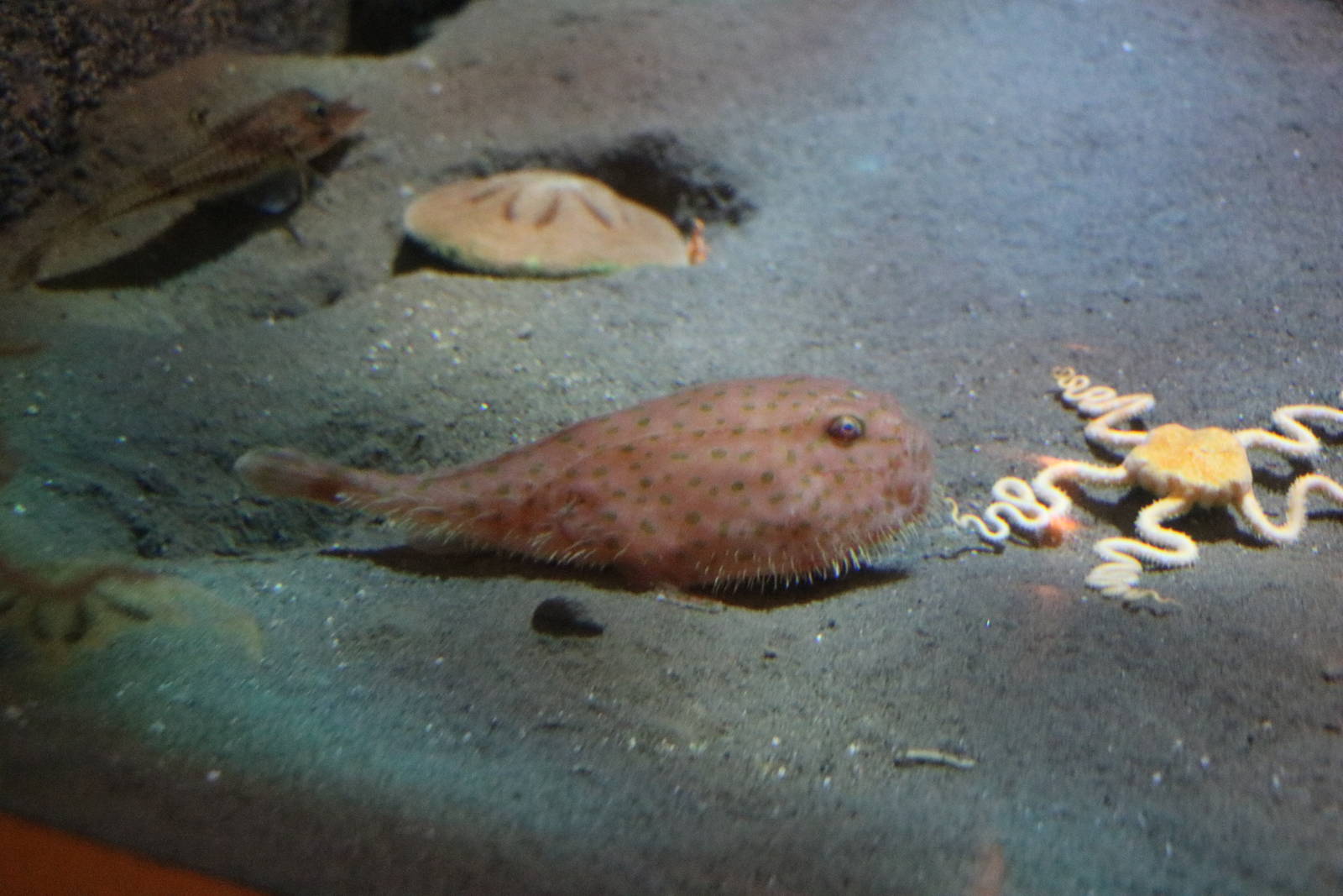 Chaunax abei - Tokyo Sea Life Park, February 2016