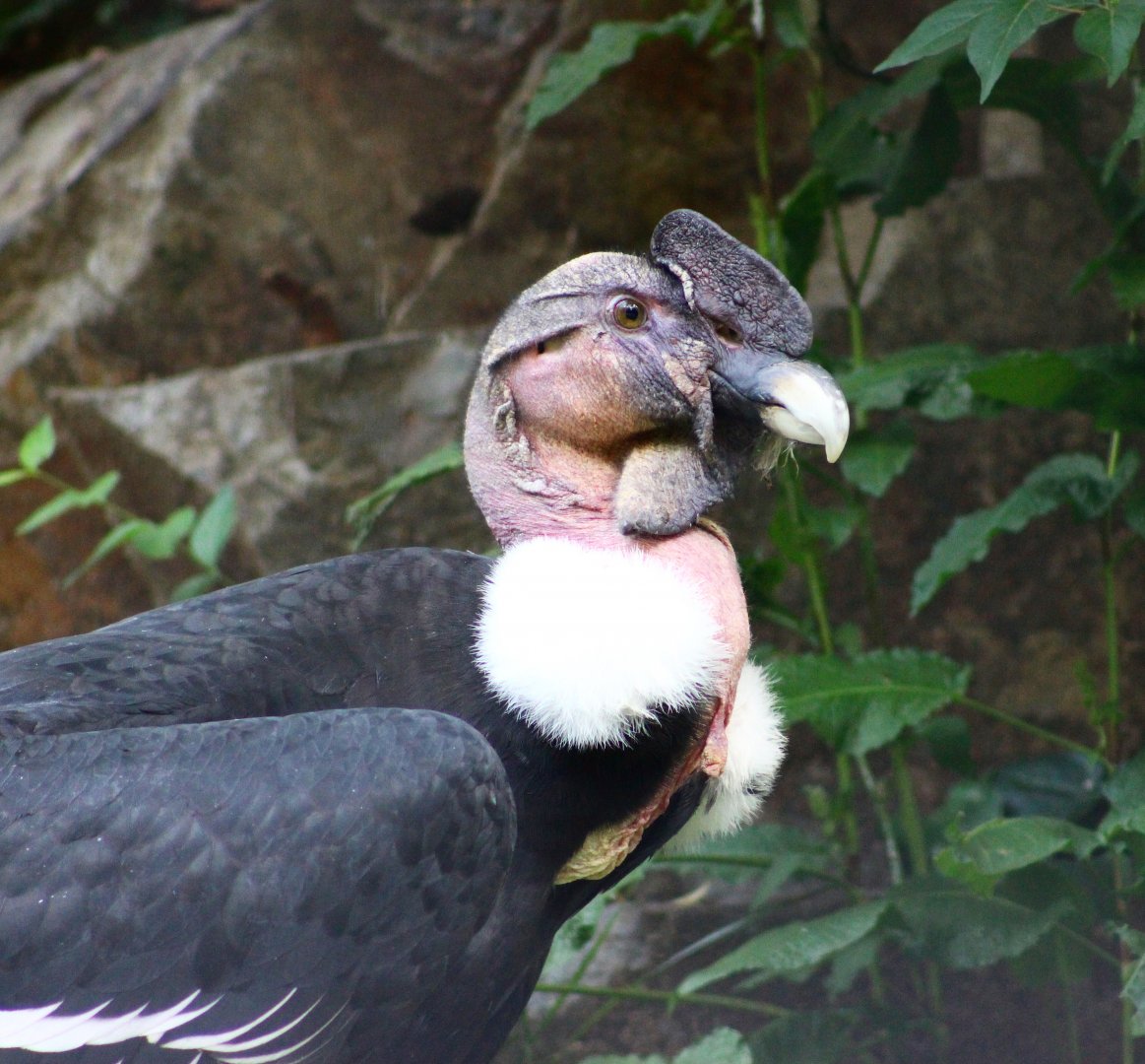 Chavin the Andean Condor