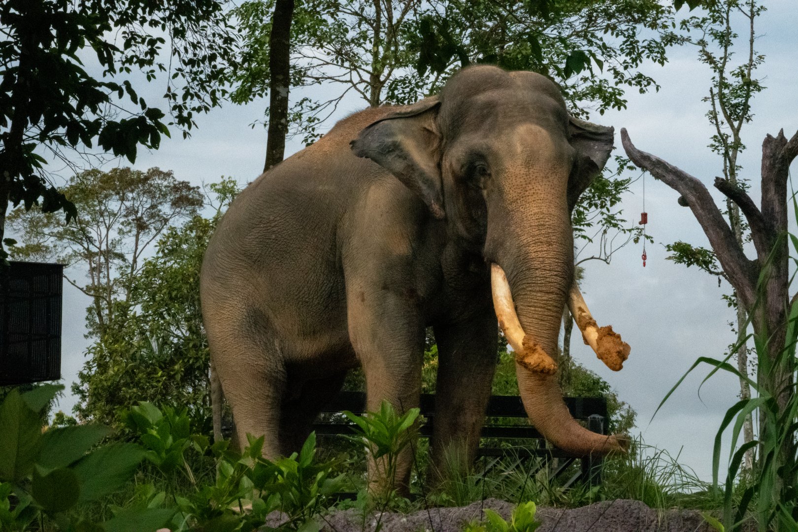 Chawang- Asian Elephant