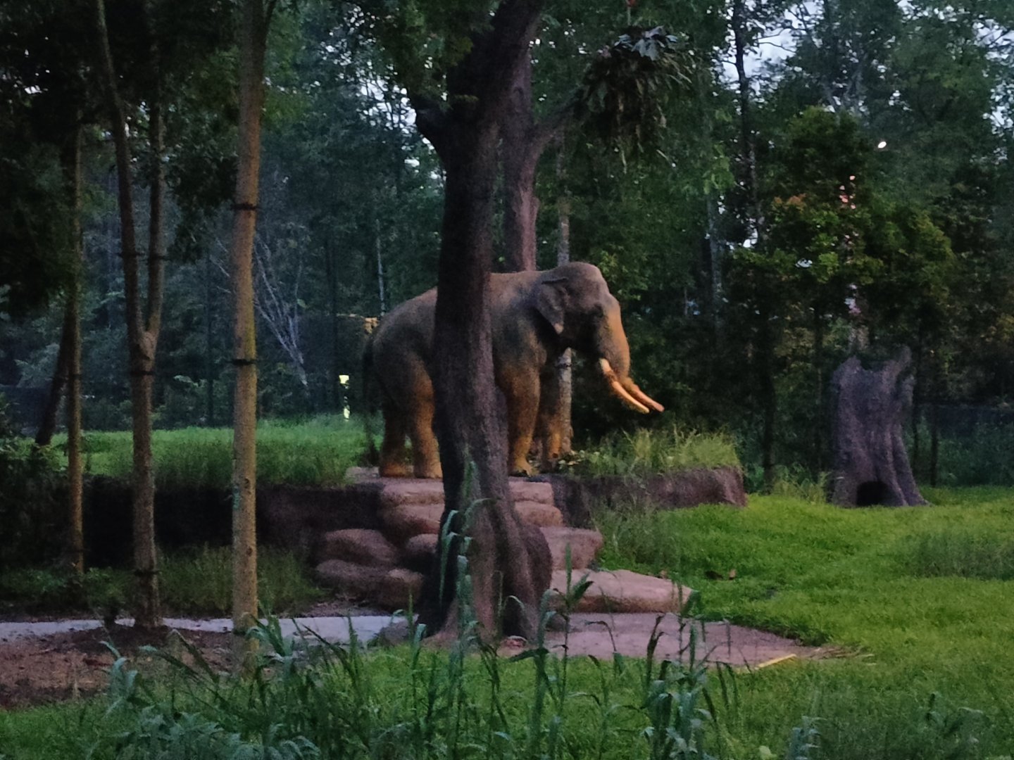 Chawang - Bull Elephant Lookout