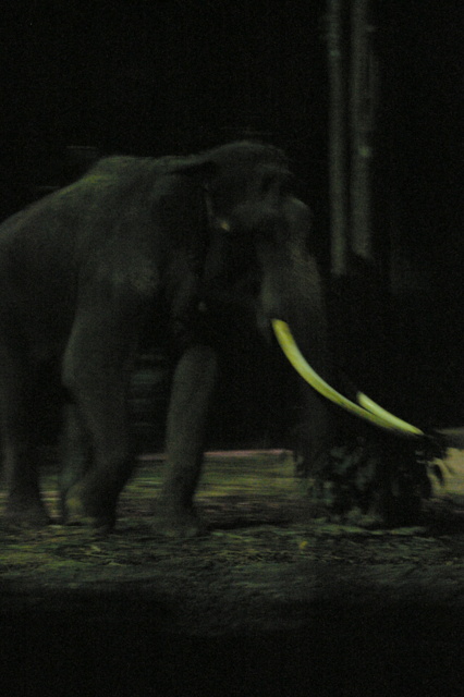 Chawang, Night Safari