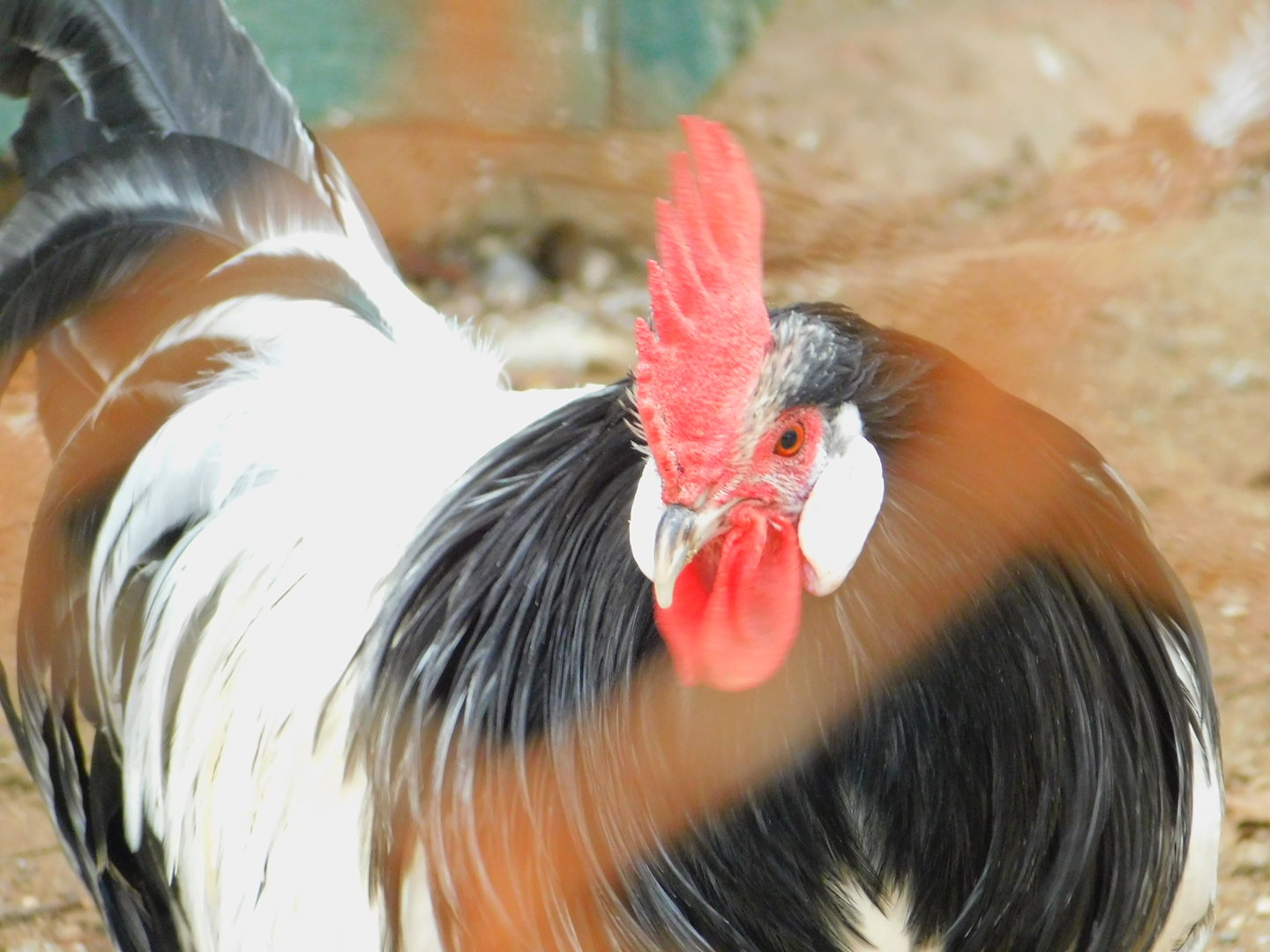 Chcken at the Karatay Zoo