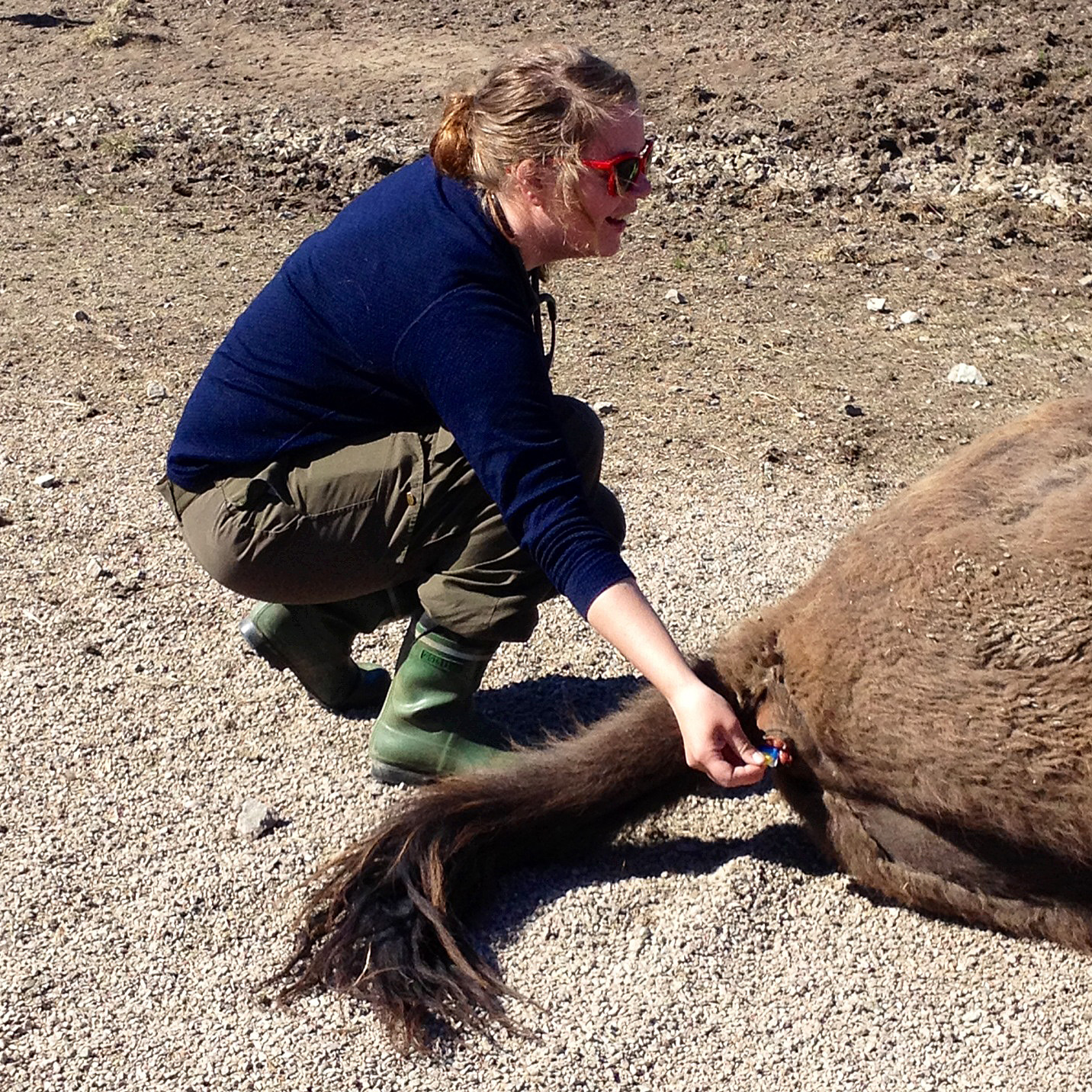Check the temperature of an European Bison