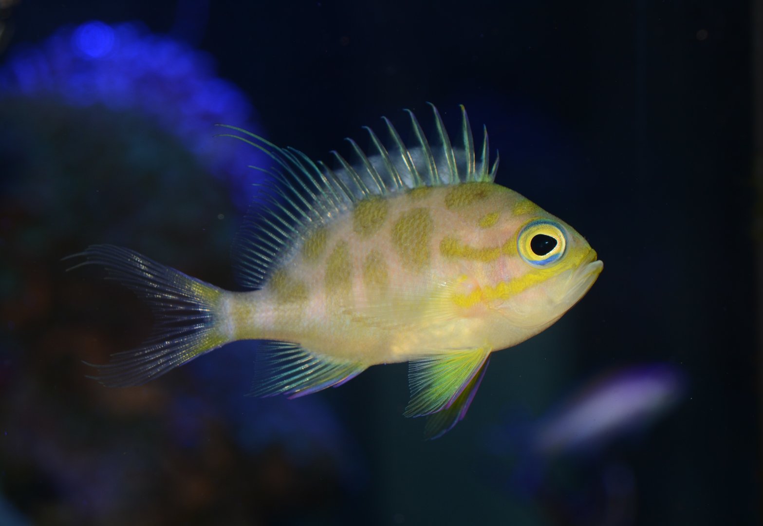 Checked swallowtail (Odontanthias borbonius)