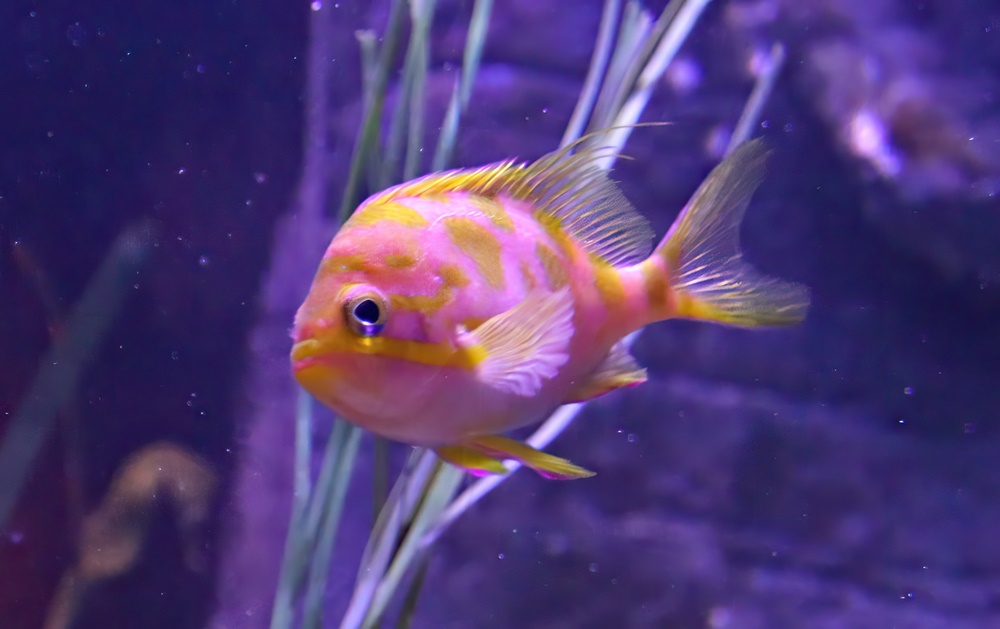 Checked swallowtail (Odontanthias borbonius)