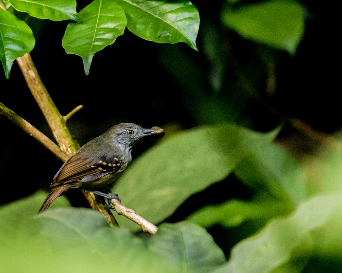 Checker-throated antwren, Epinecrophylla fulviventris