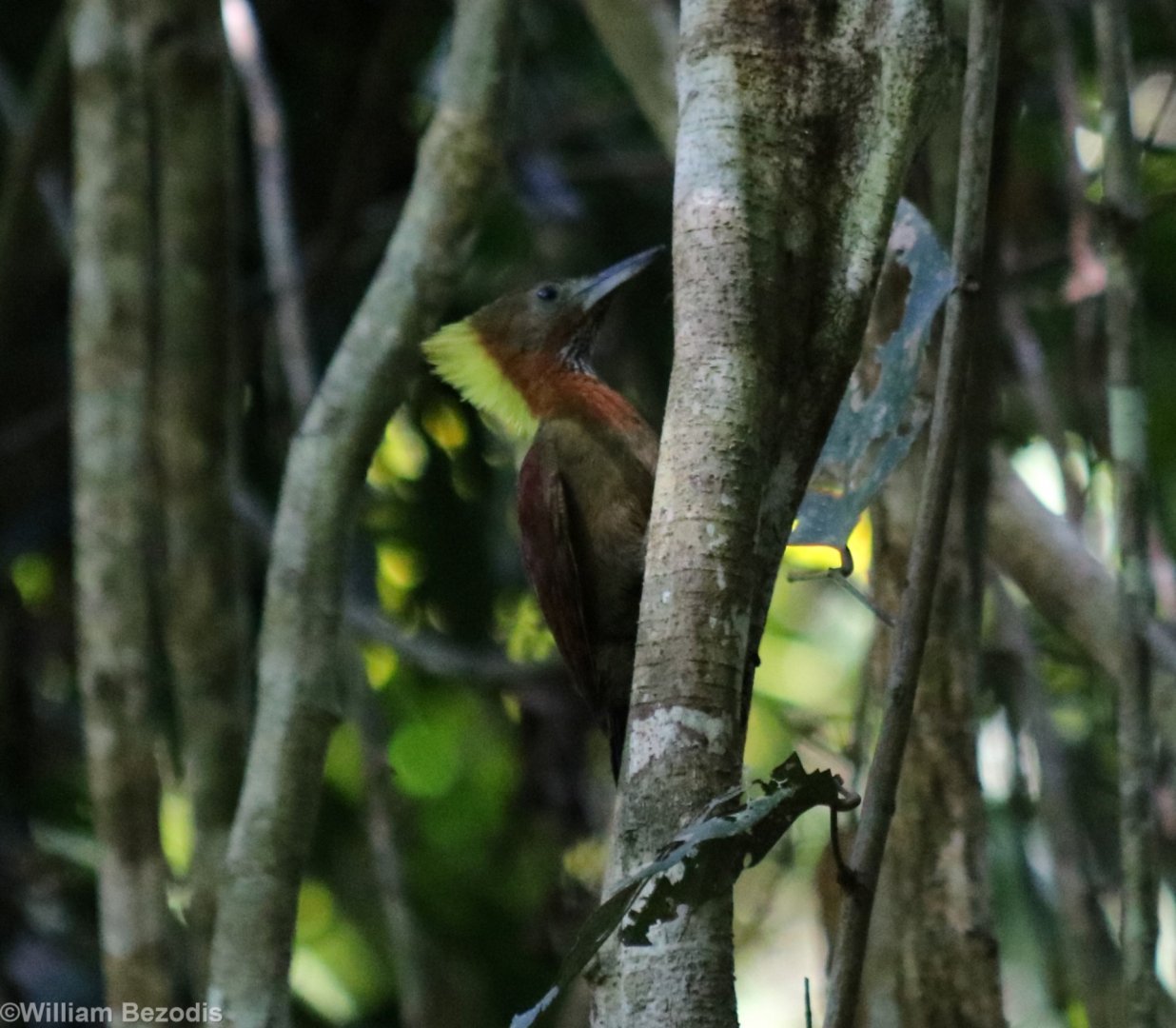 Checker-throated Woodpecker - Taman Negara
