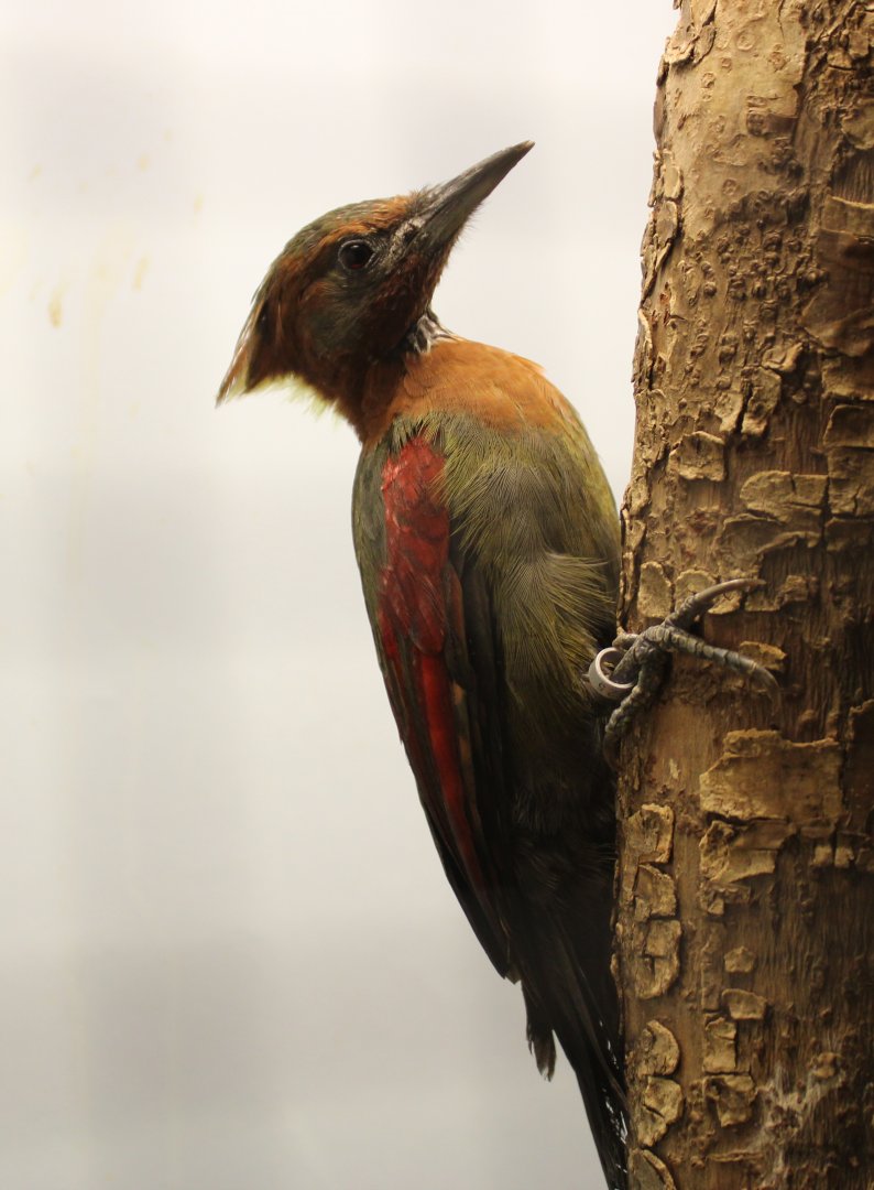 Checker-throated woodpecker