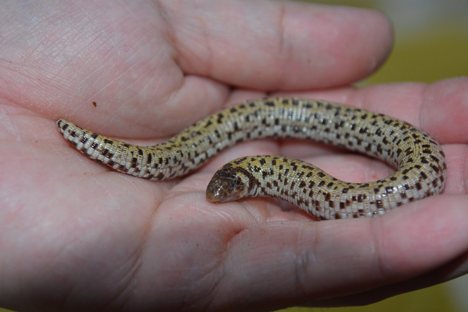 Checkerboard worm lizard (Trogonophis wiegmanni)