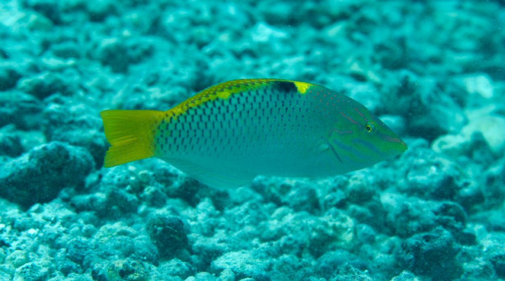 Checkerboard Wrasse (Halichoeres hortulanus)