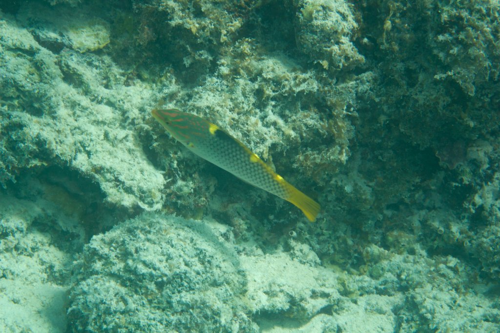 Checkerboard Wrasse (Halichoeres hortulanus)