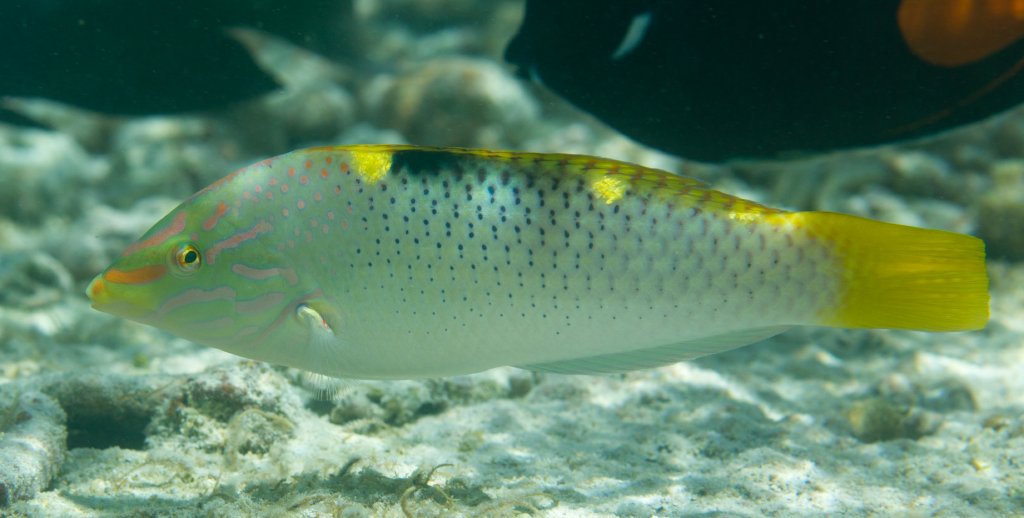 Checkerboard Wrasse (Halichoeres hortulanus)