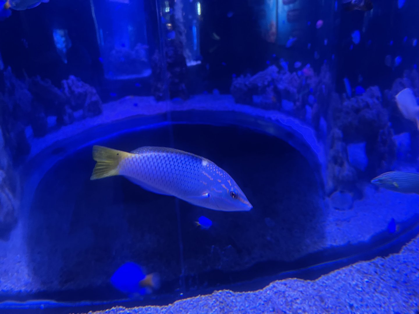 checkerboard wrasse (halichoeres hortulanus)