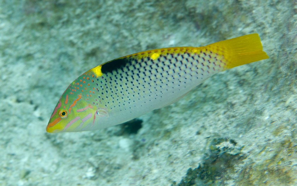 Checkerboard Wrasse IP (Halichoeres hortulanus)