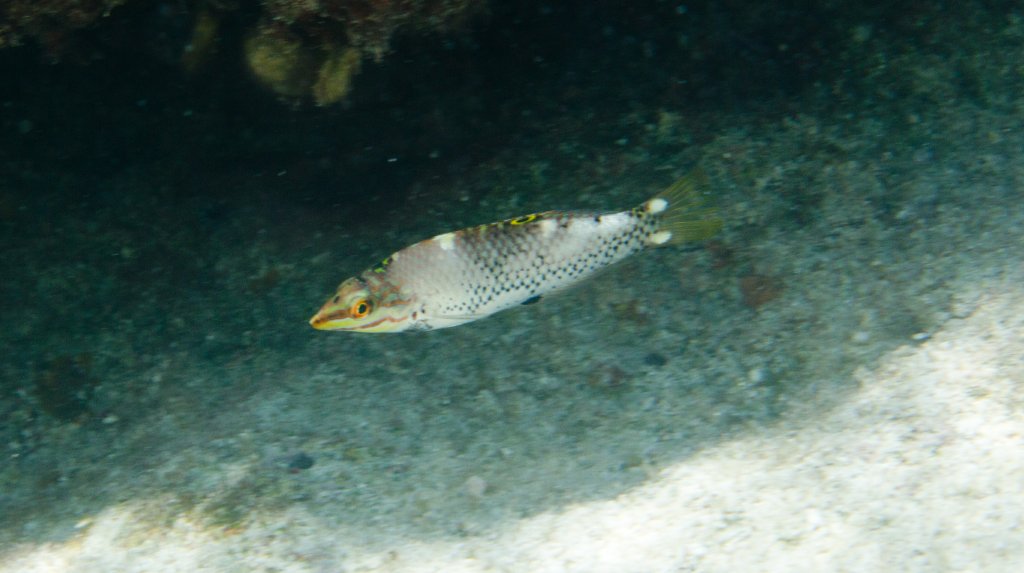 Checkerboard Wrasse juvenile developing into IP