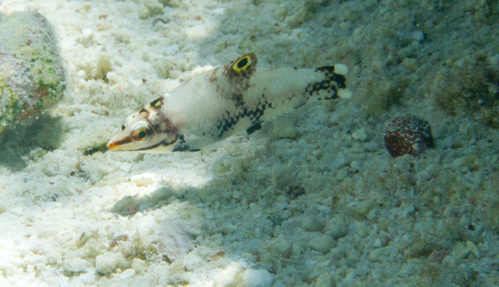 Checkerboard Wrasse juvenile (Halichoeres hortulanus)