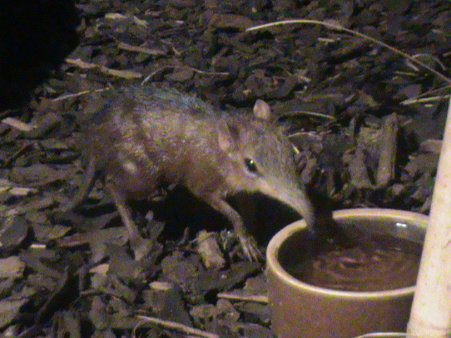checkered elephant shrew 140911