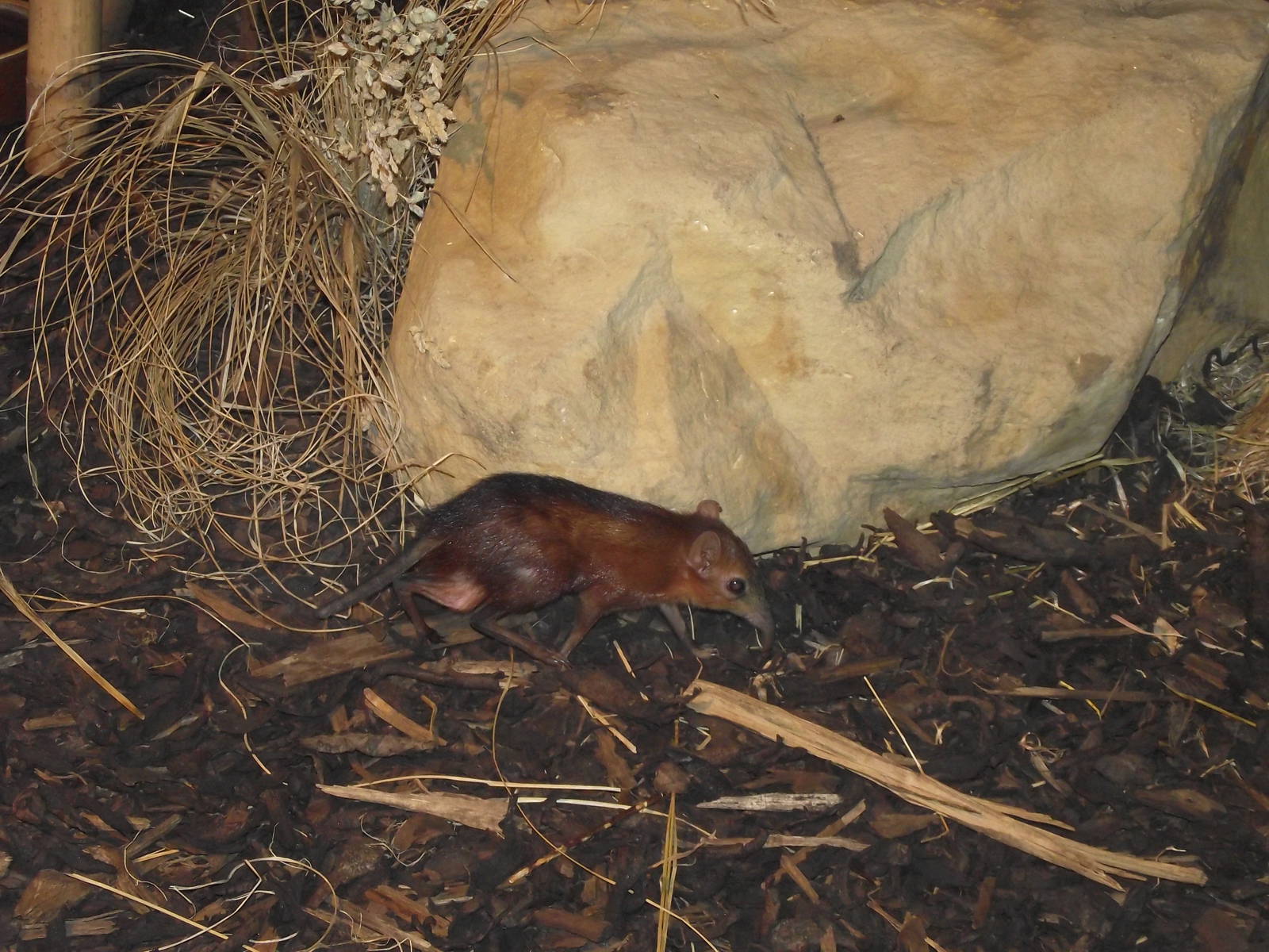 checkered elephant shrew 140911