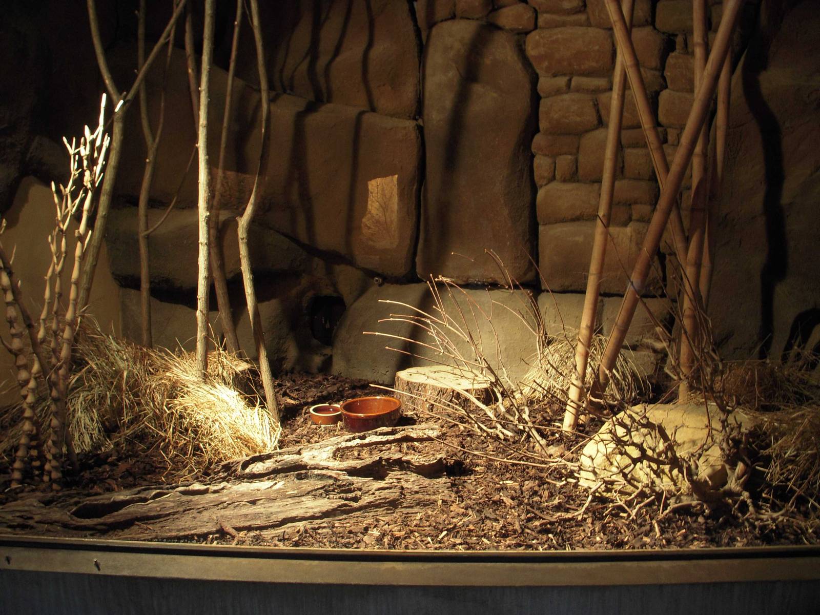 Checkered Elephant Shrew exhibit