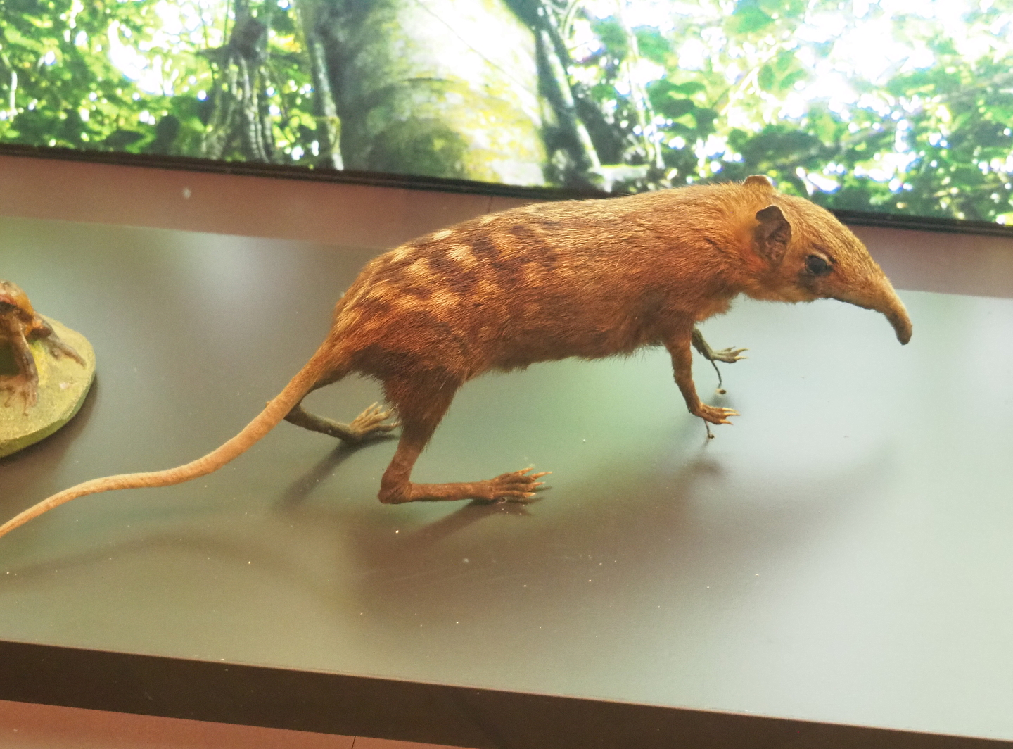 Checkered elephant shrew or Checkered sengi (Rhynchocyon cirnei) specimen, 2021-10-20
