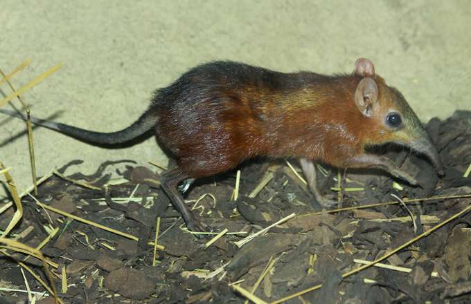 Checkered Elephant Shrew (Rhynchocyon cirnei macrurus)