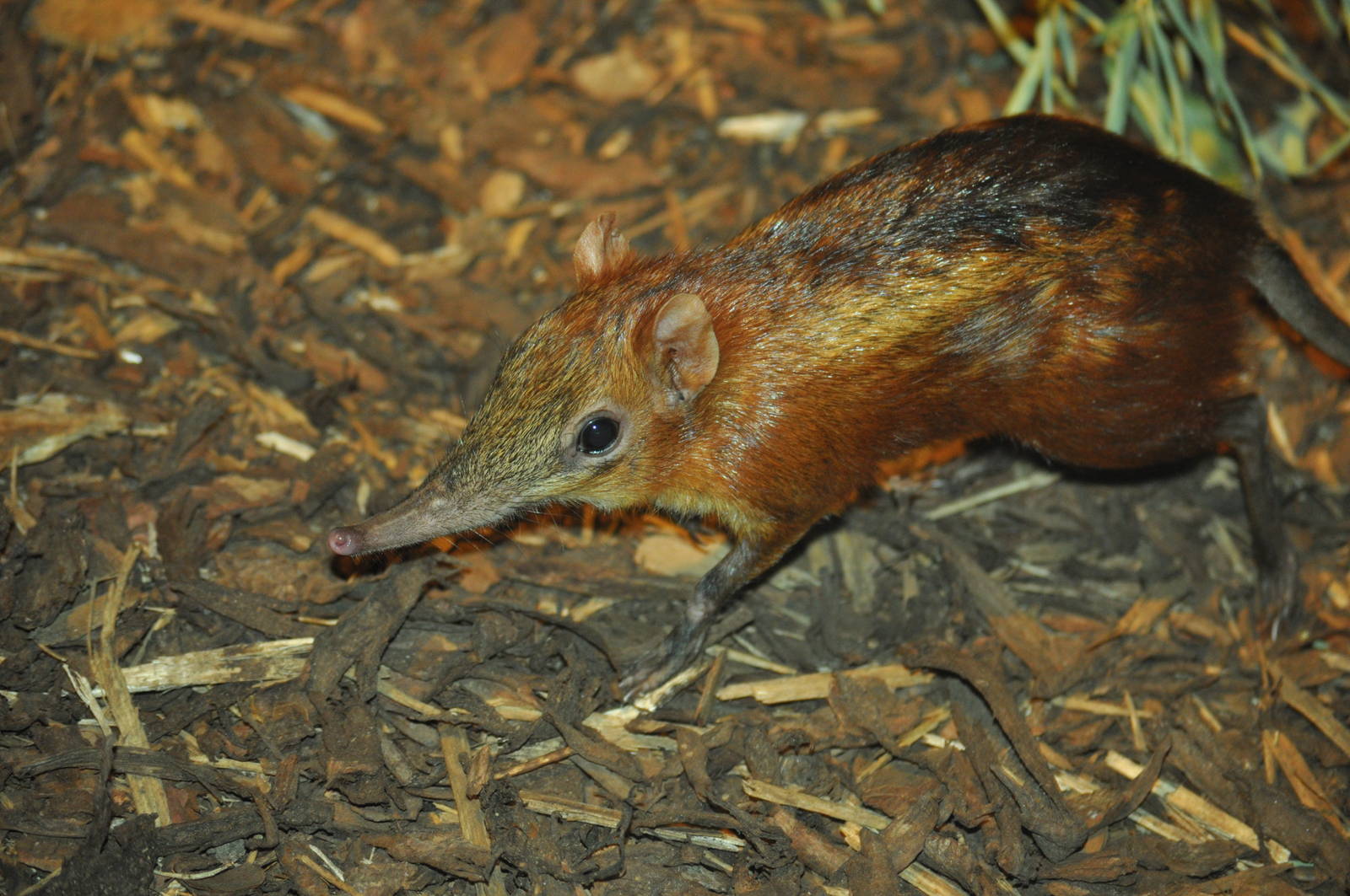 Checkered elephant shrew (Rhynchocyon cirnei)