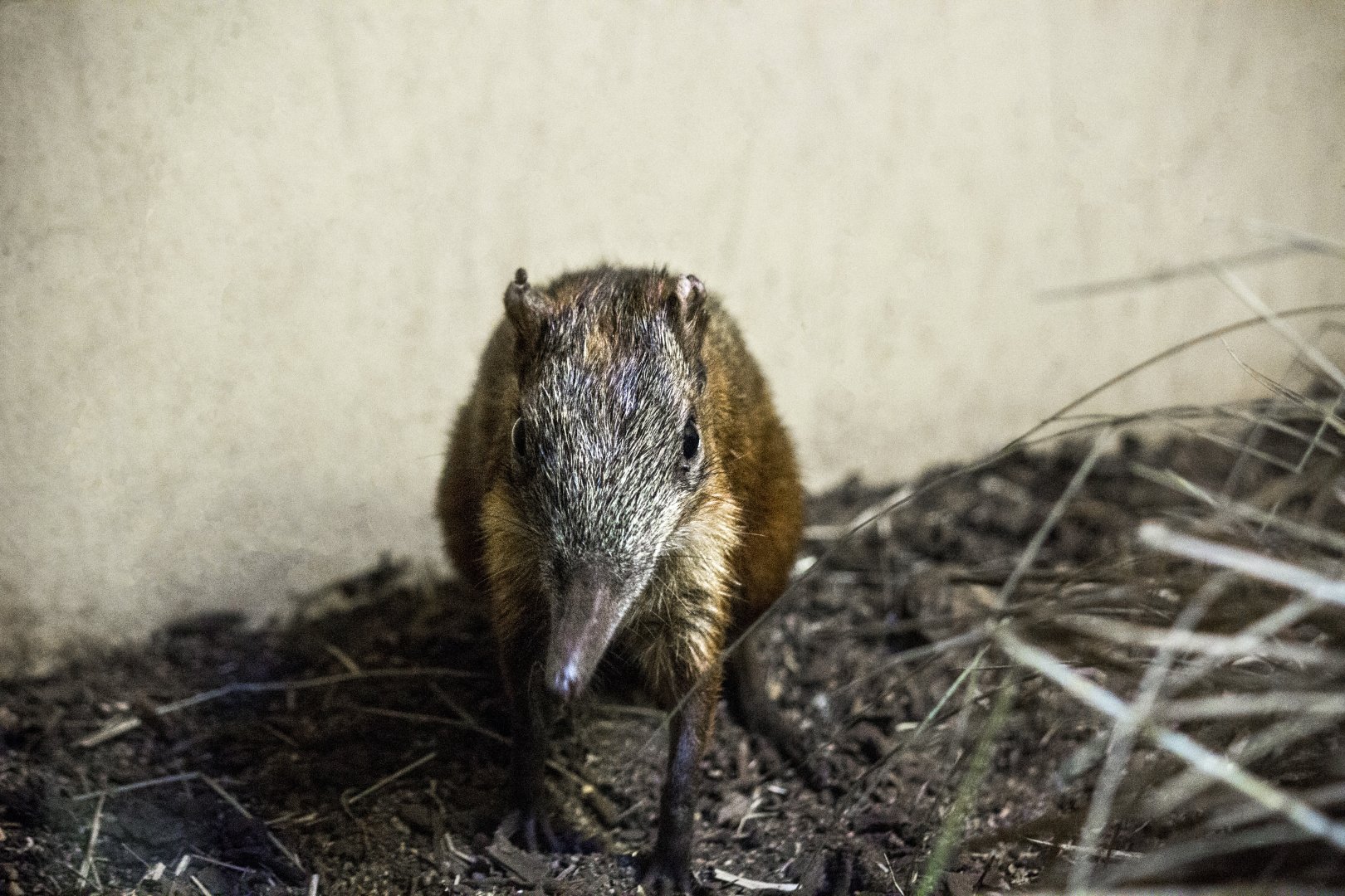 Checkered elephant shrew, Rhynchocyon cirnei