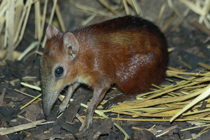 Checkered Elephant Shrew