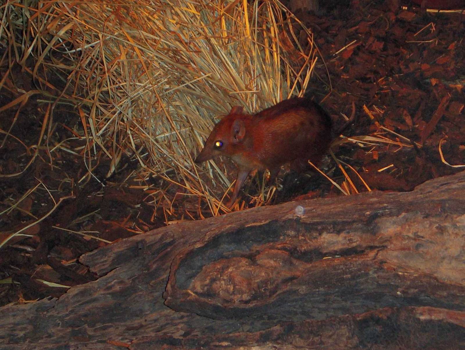 Checkered Elephant Shrew