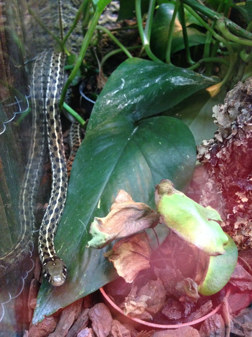 Checkered Garter Snake - (Thamnophis Marcianus)