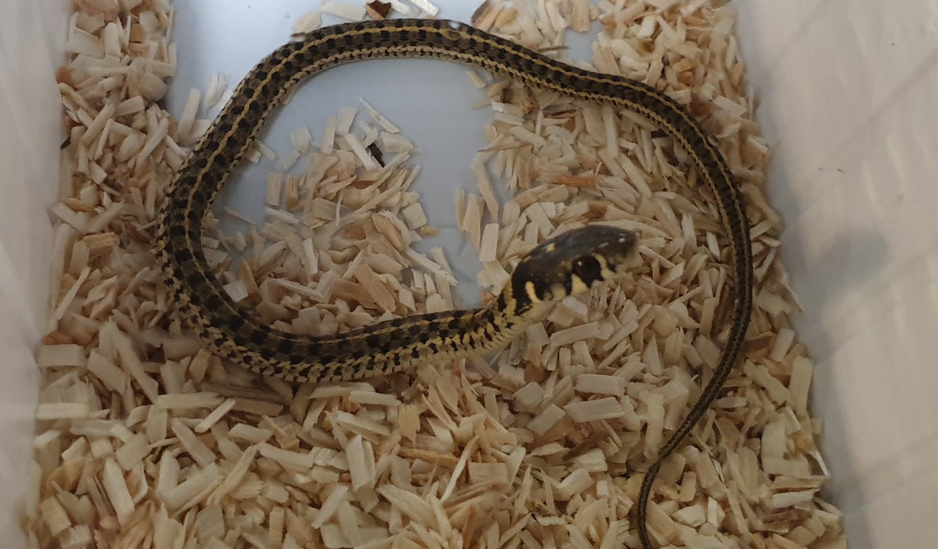 Checkered garter snake - Thamnophis marcianus