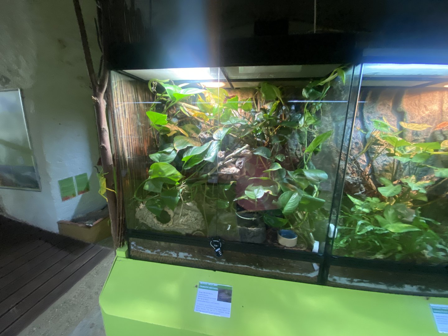 Checkered gartersnake exhibit - IOW Reptilarium 150923