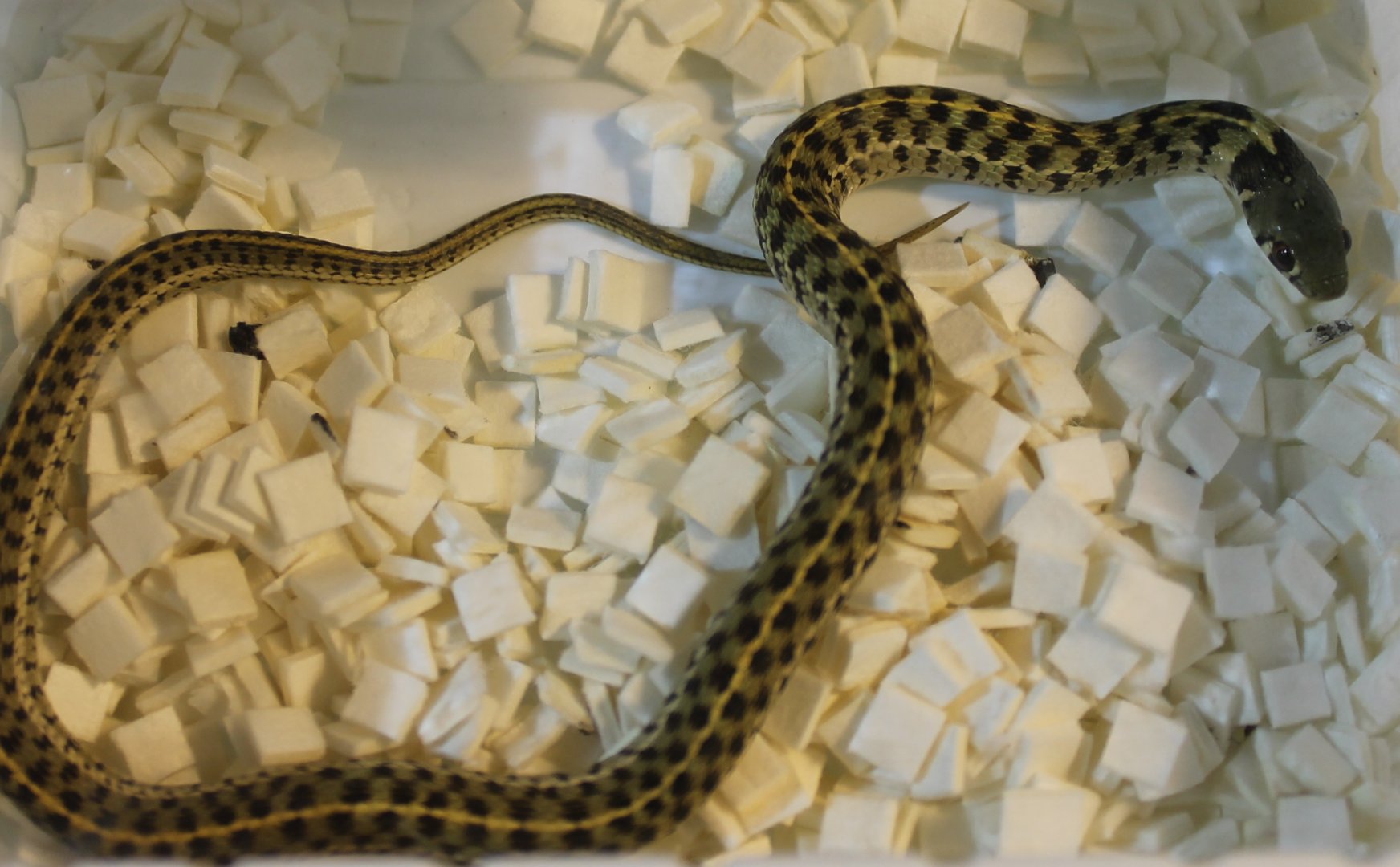 Checkered gartersnake - Thamnophis marcianus