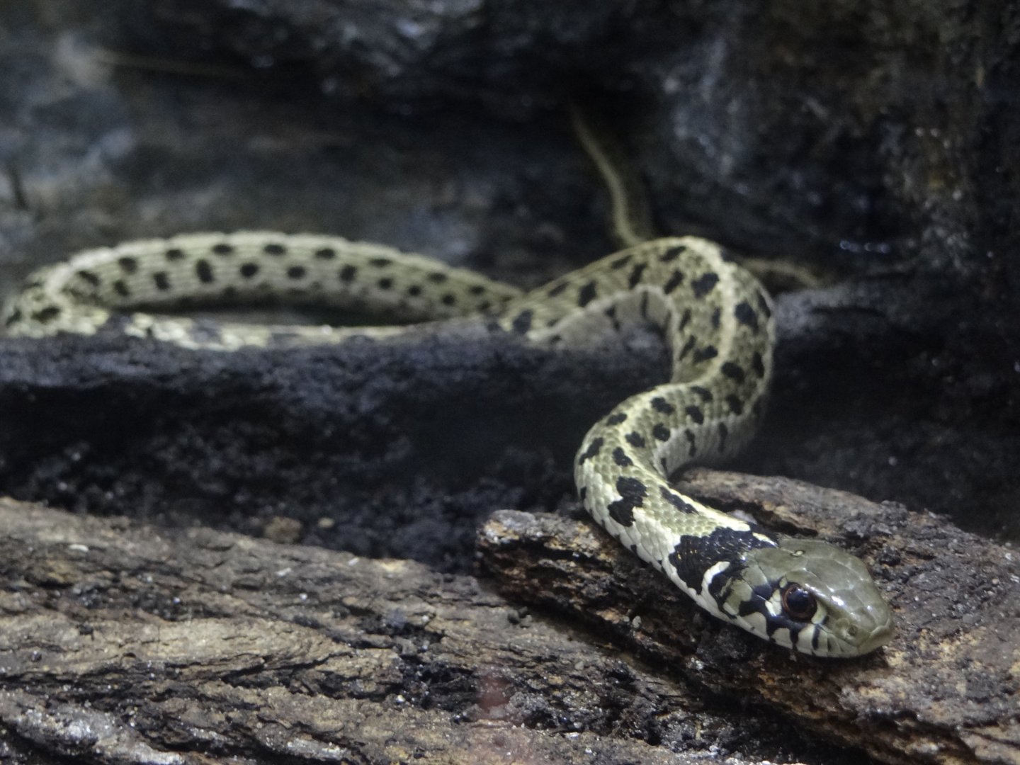 Checkered gartersnake (Thamnophis marcianus)