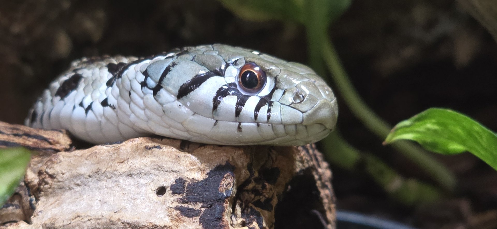 Checkered gartersnake