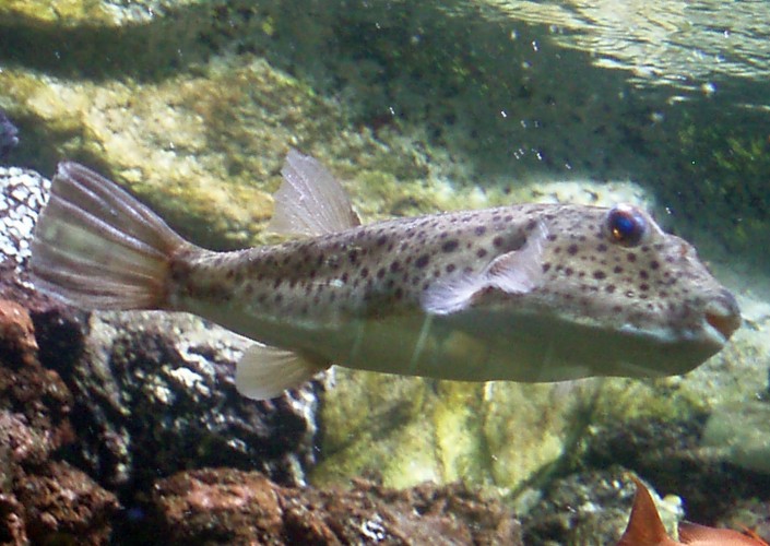 Checkered Puffer (Sphoeroides testudineus)