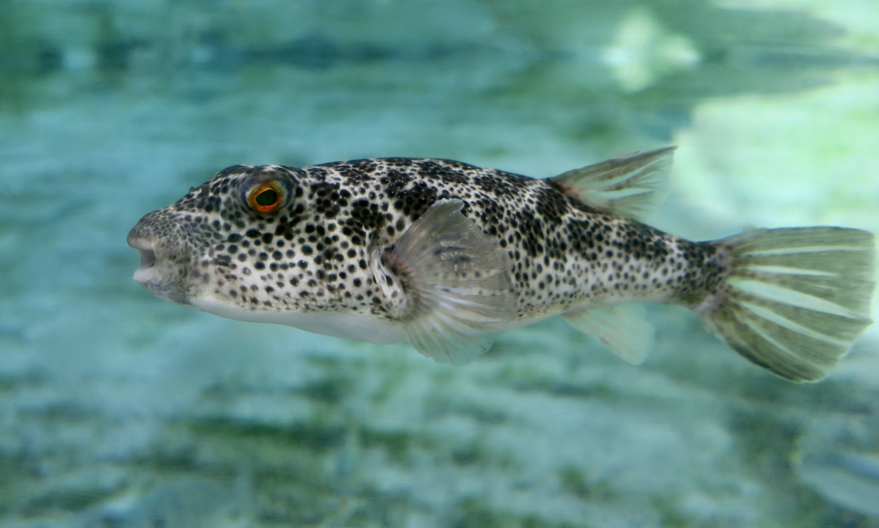 Checkered Puffer (Sphoeroides testudineus)