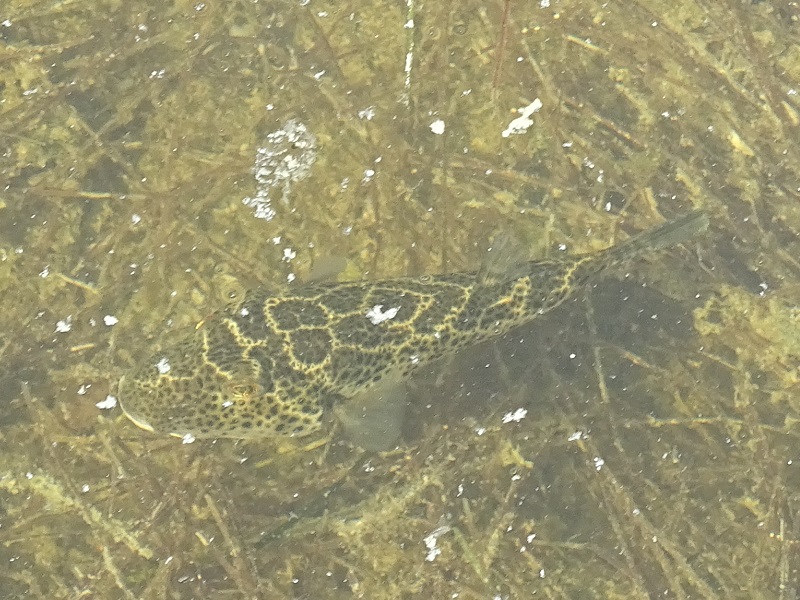 Checkered pufferfish (Sphoeroides testudineus)