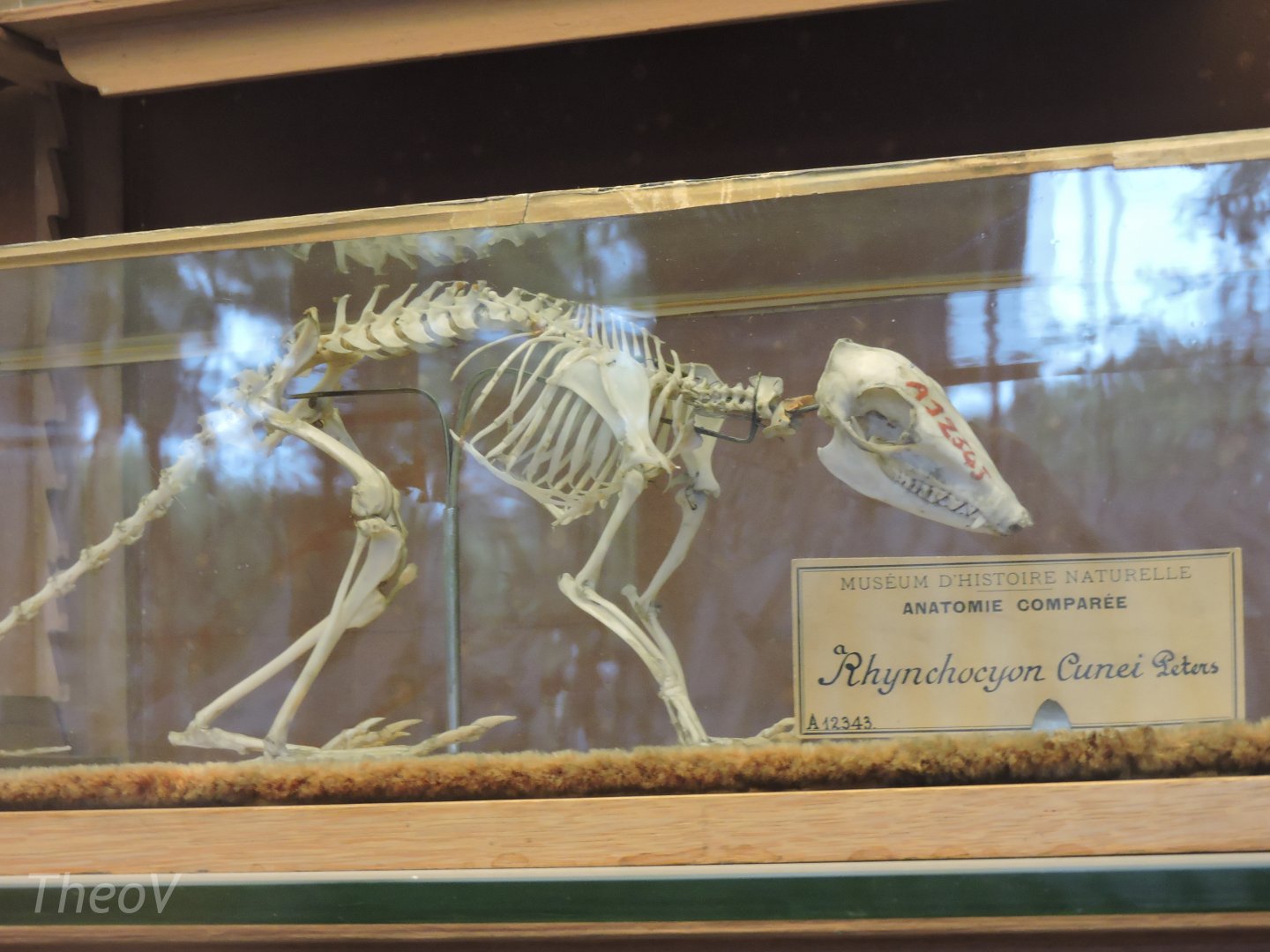 Checkered sengi [2015]