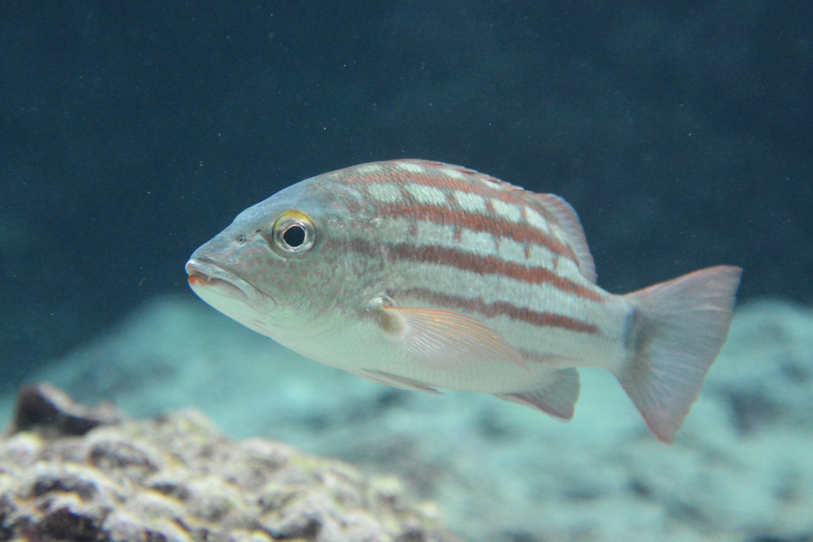 Checkered snapper (Lutjanus decussatus)