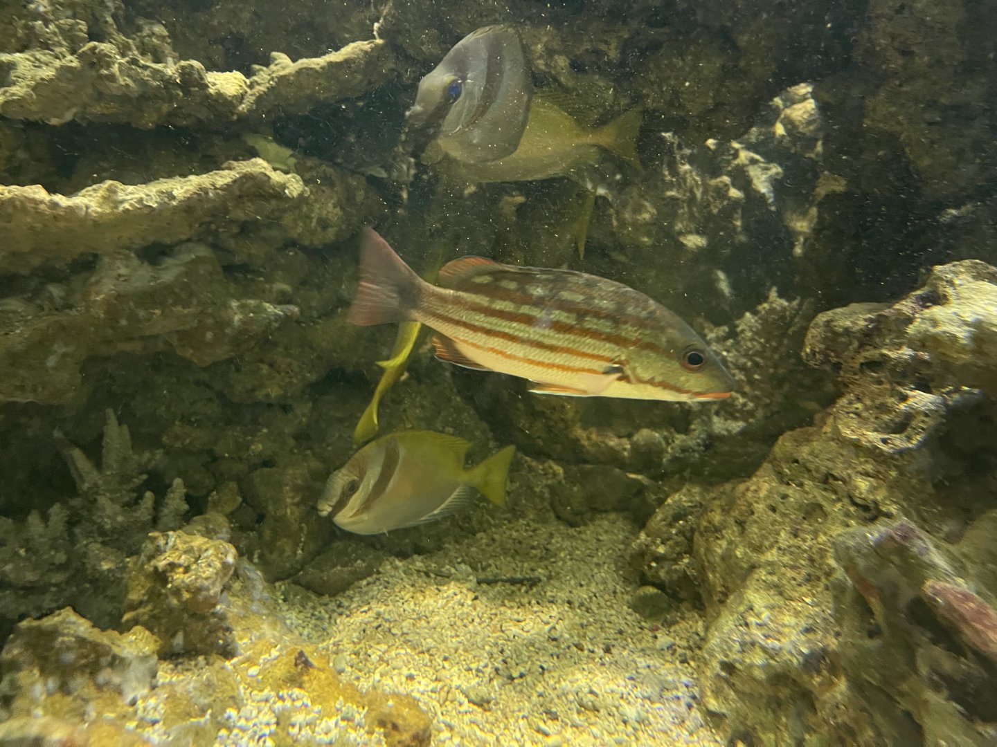 checkered snapper (lutjanus decussatus)