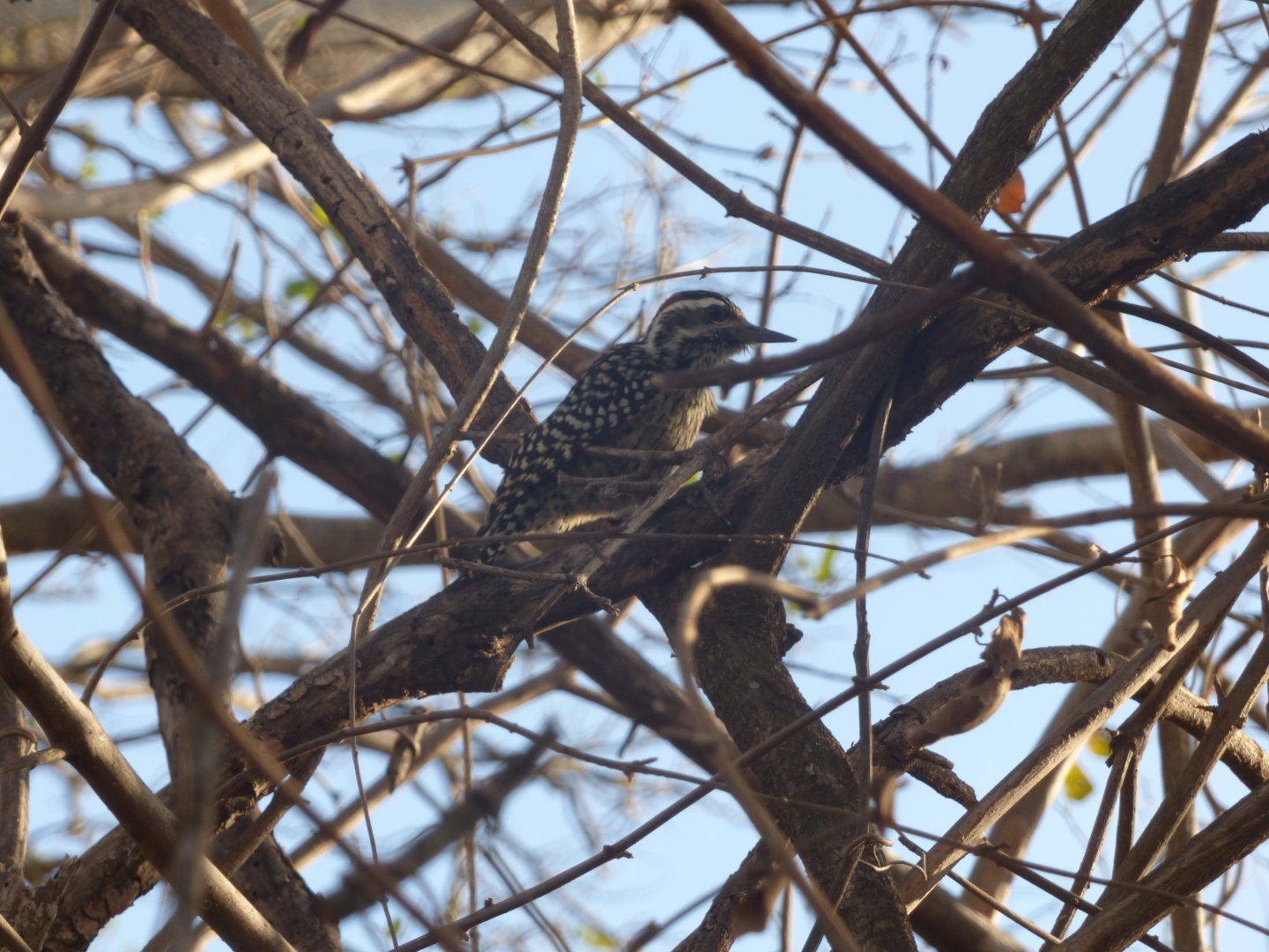 Checkered Woodpecker (Veniliornis mixtus)