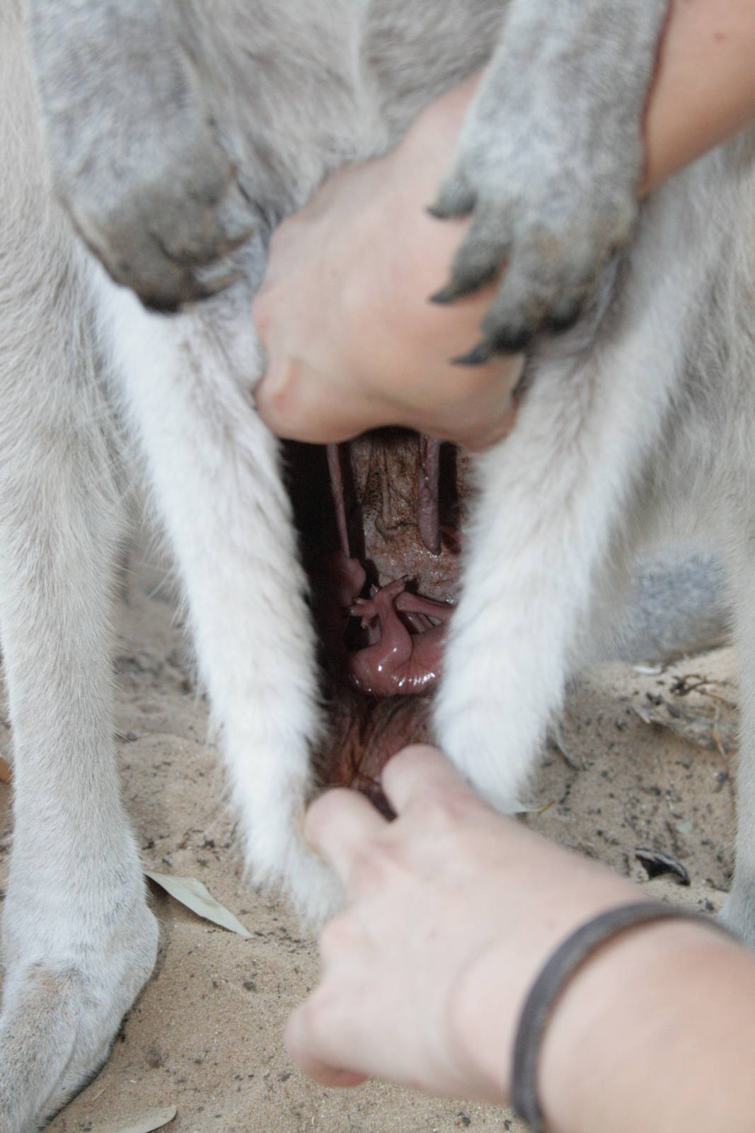 checking a poket with a joey- grey kangaroo