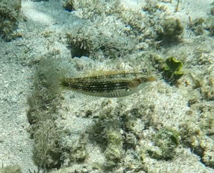Cheek-ring Wrasse (Halichoeres miniatus)