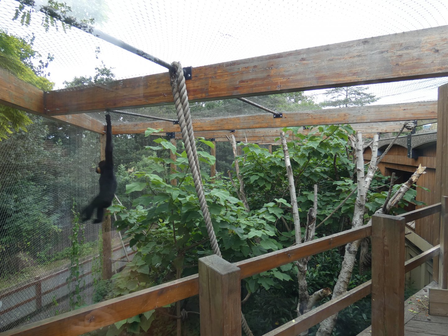 Cheeked gibbon enclosure
