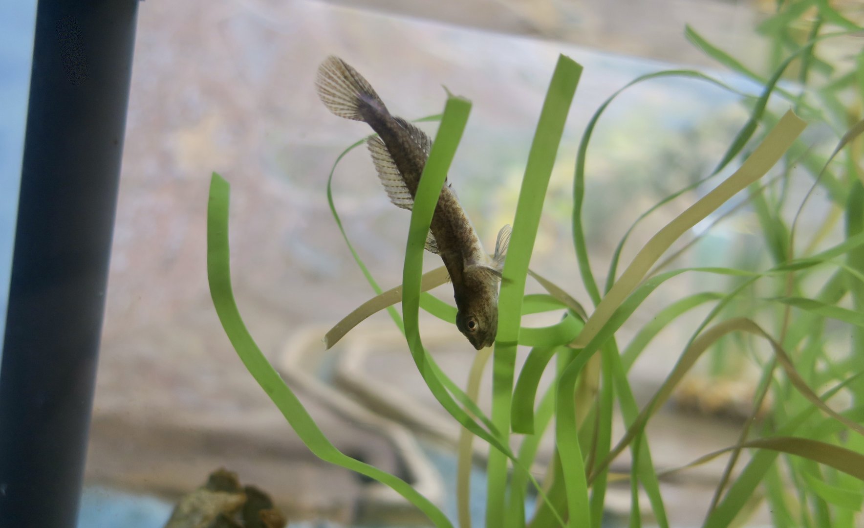 Cheekspot Goby (Ilypnus gilberti)