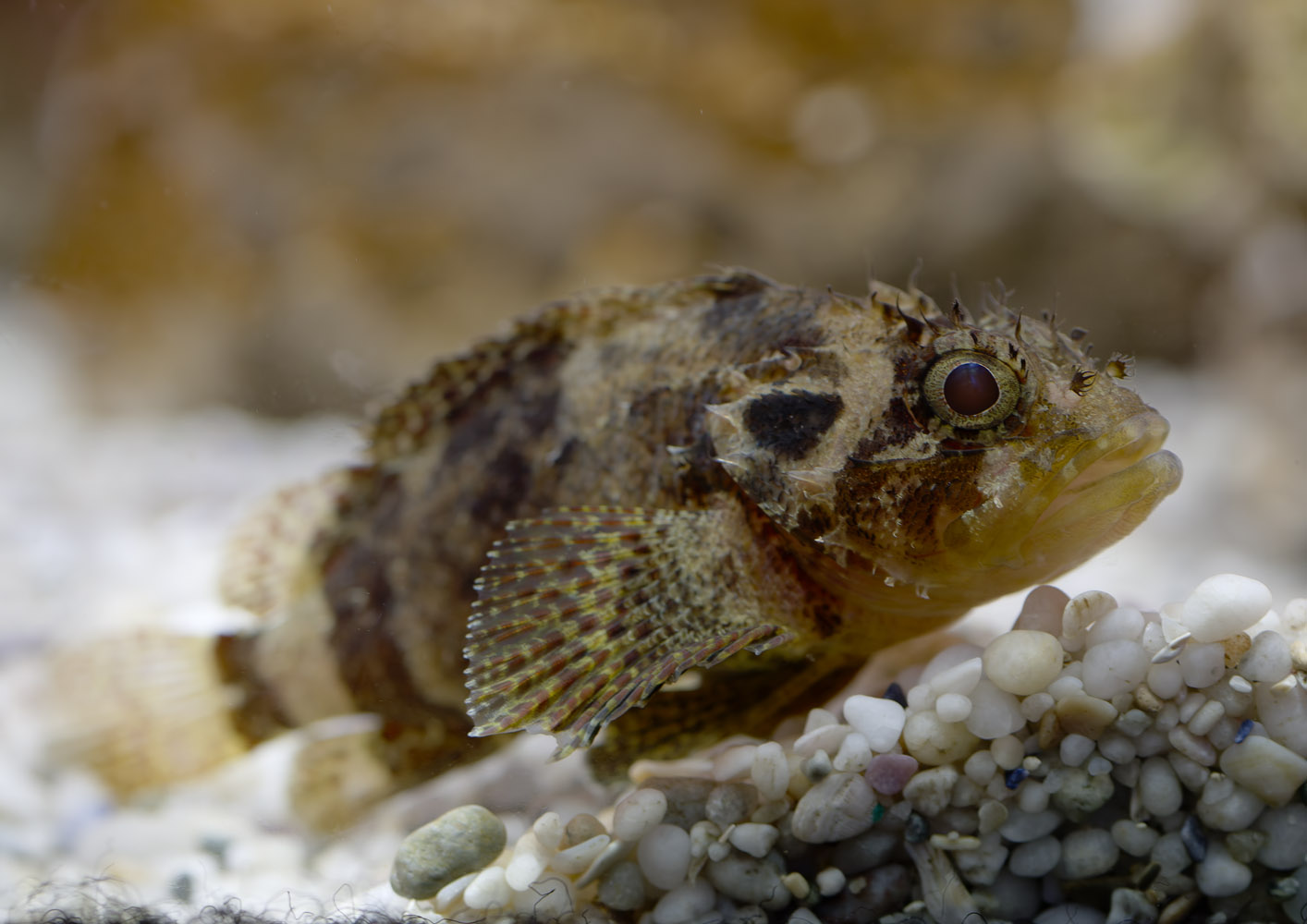 Cheekspot scorpionfish (I think)