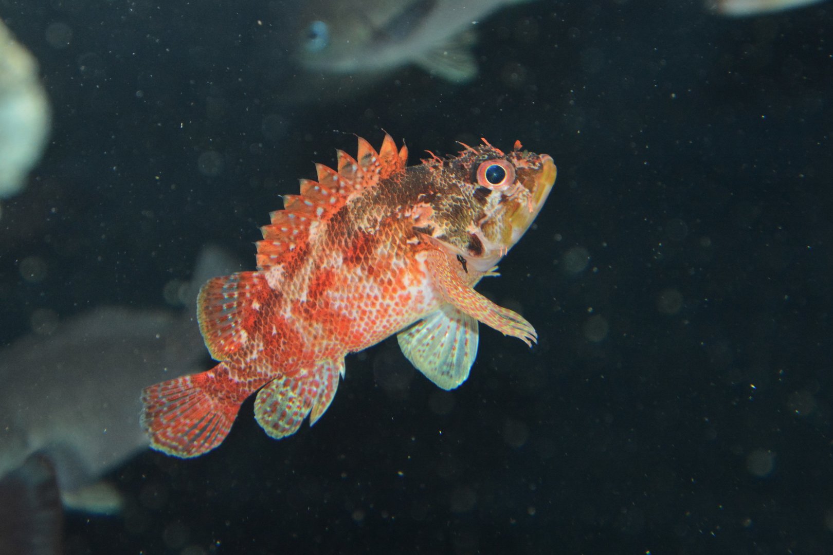 Cheekspot scorpionfish (Scorpaenodes evides evides)