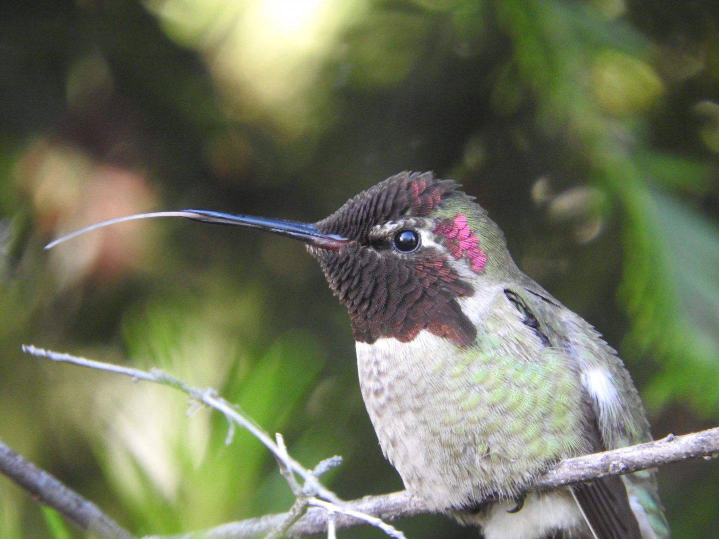 Cheeky Anna's Hummingbird