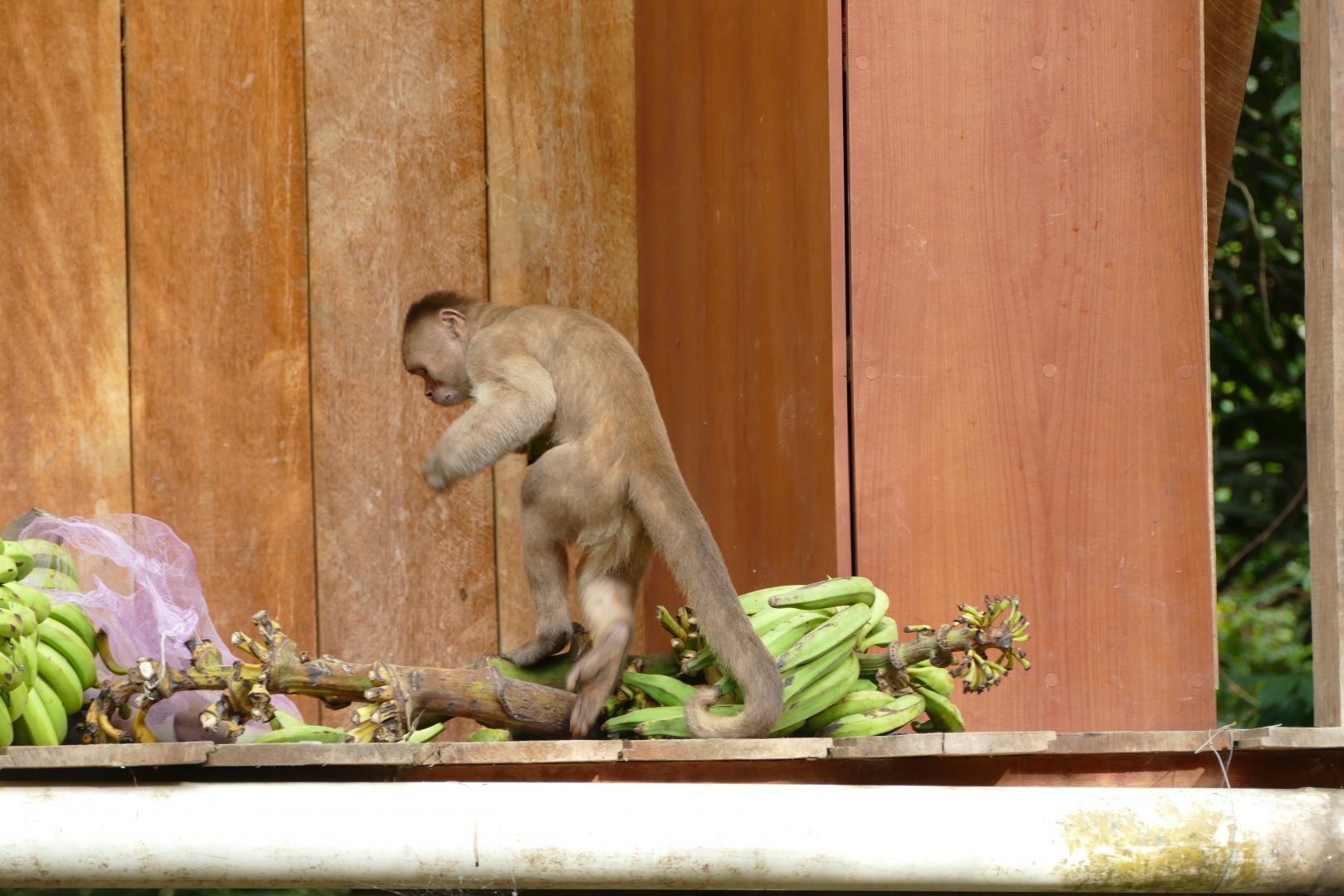 Cheeky White-fronted Capuchin